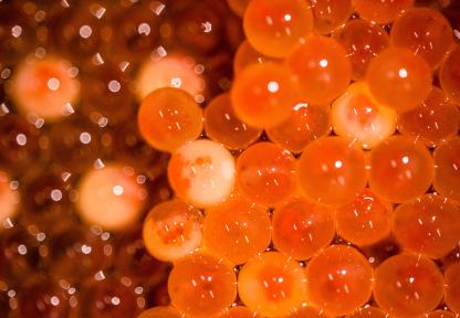 trout eggs