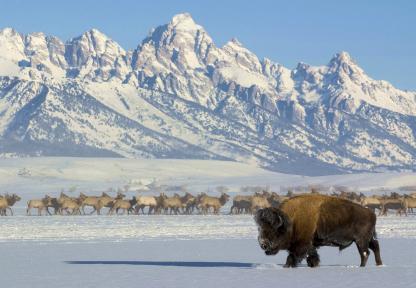 Bison and elk on national elk refuge