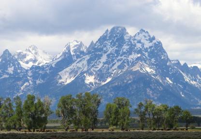 Bison in front of Tetons