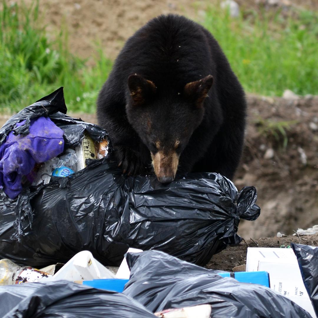 black bear at the dump