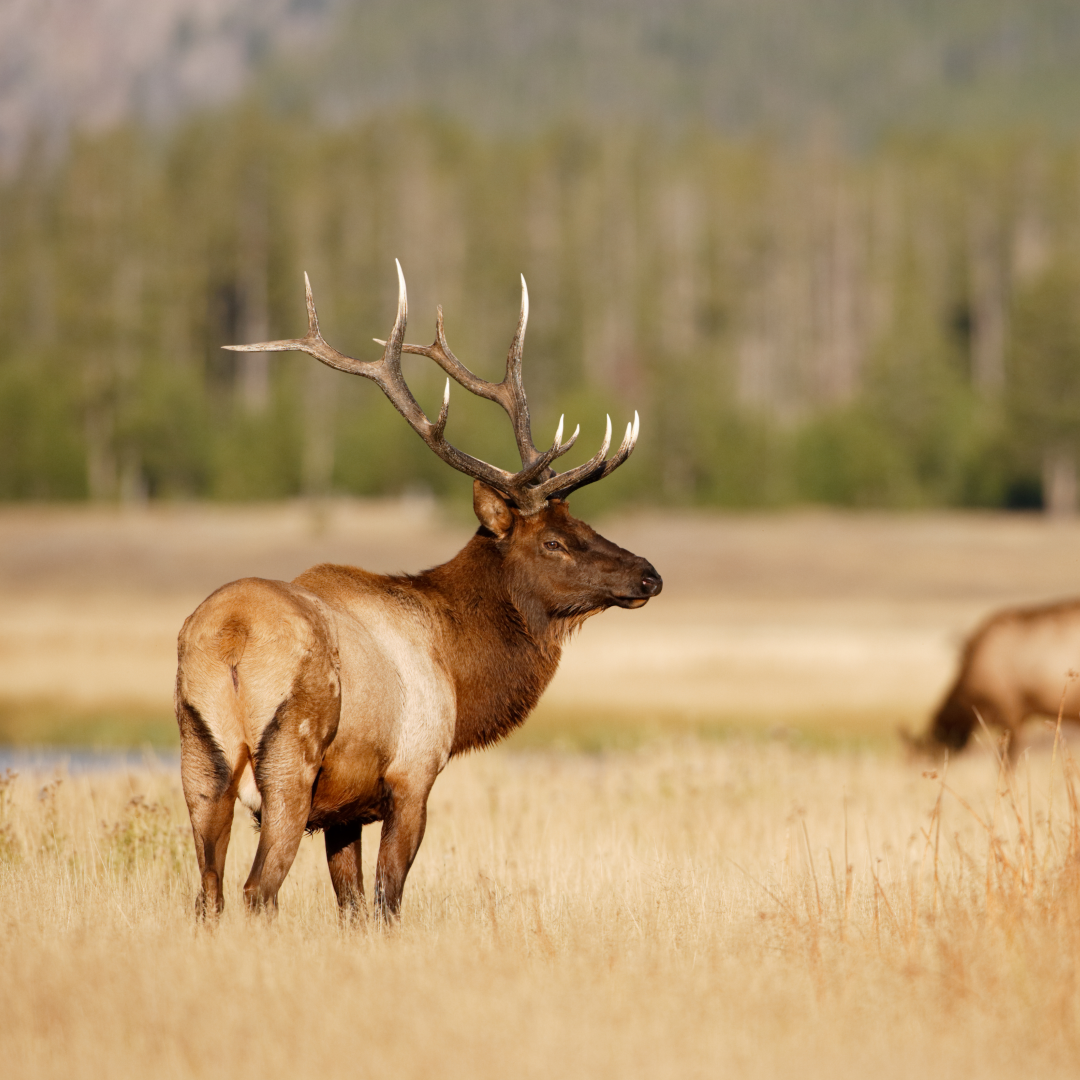 bull elk in Wyoming