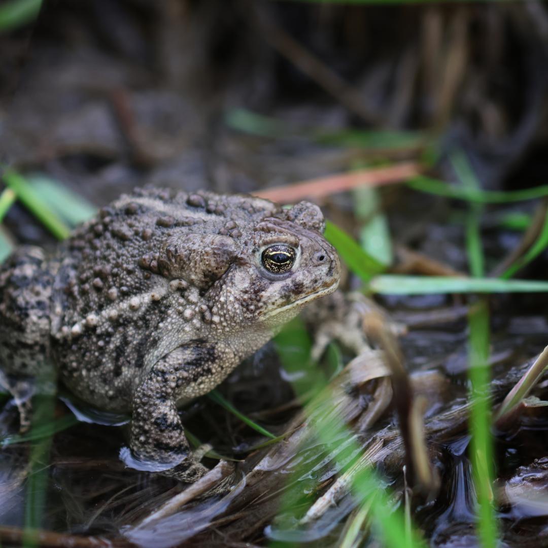 Wyoming toad in marsh