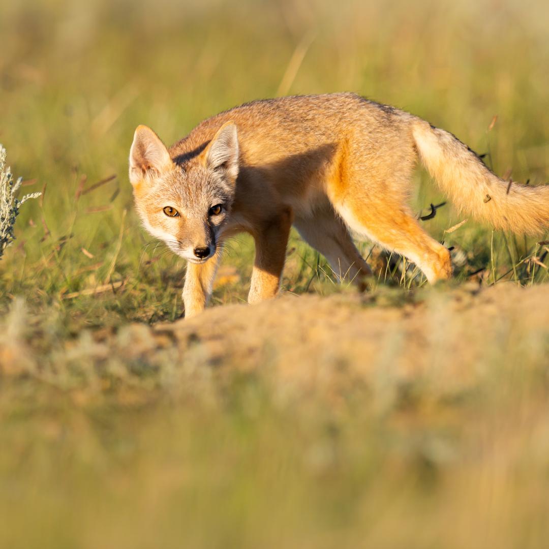 Swift fox