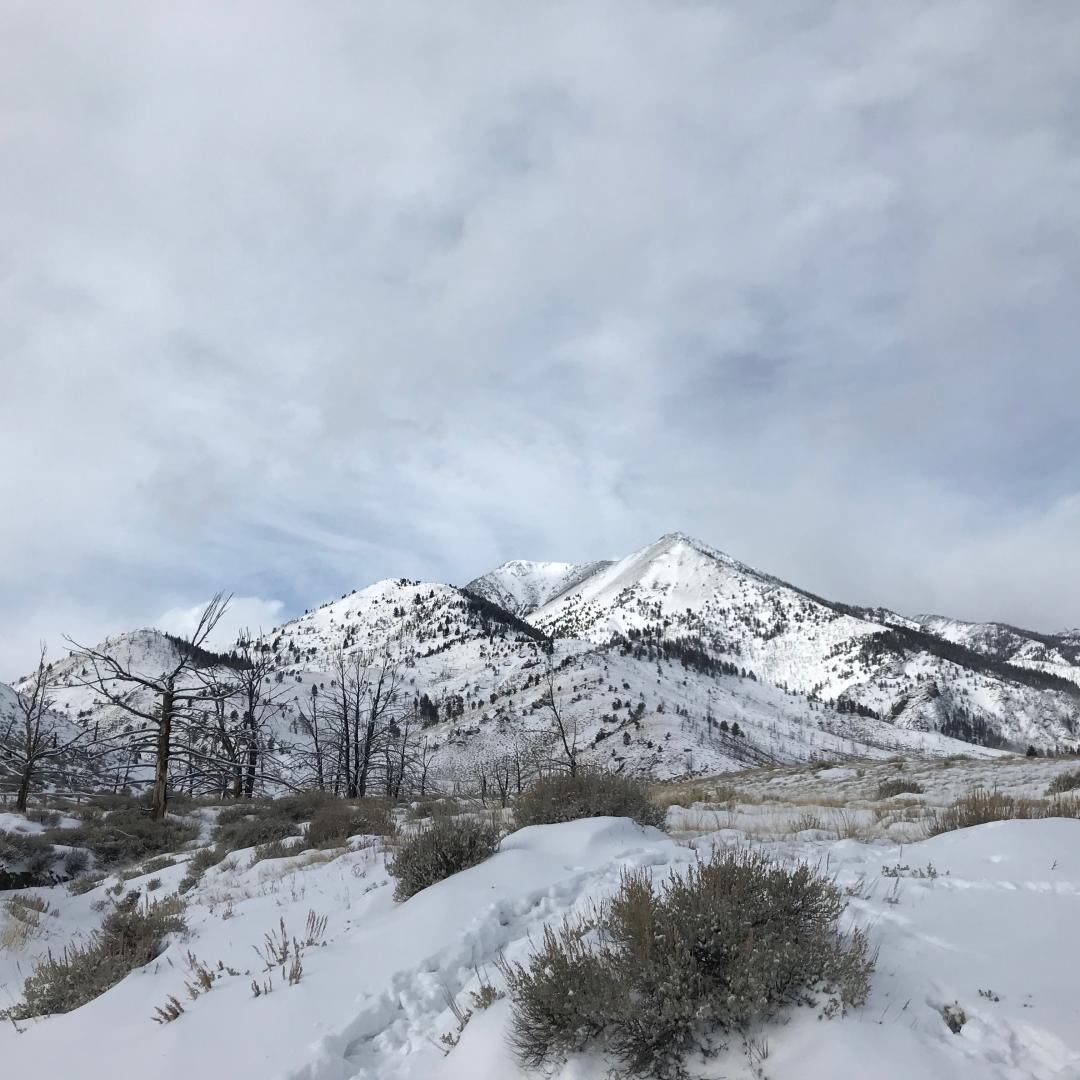 Sunlight Basin WHMA winter photo