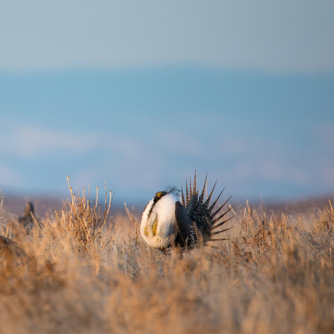 Sage Grouse near Cody