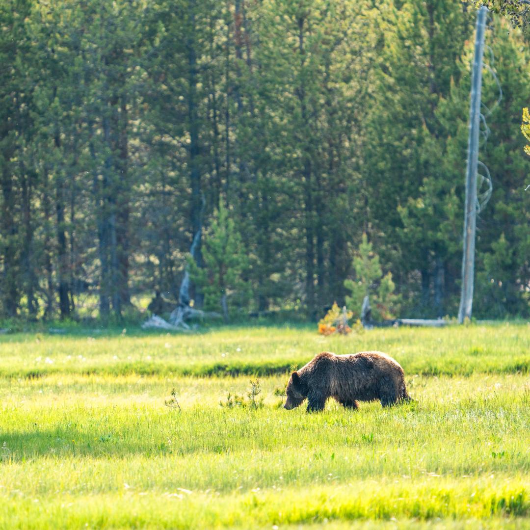 Grizzly bear in Jackson Region