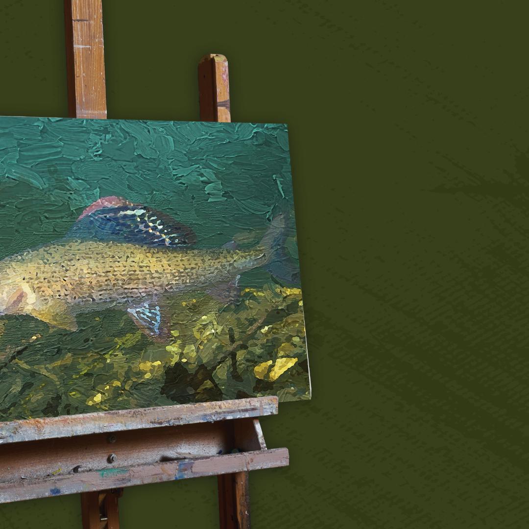 Arctic Grayling Painting | Cover Art for the 2027 Collectible Conservation Stamp Art Show
