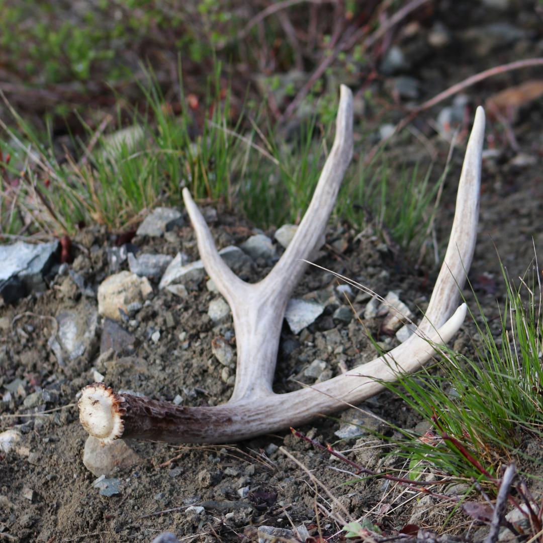 Shed antler laying in rocks and grass