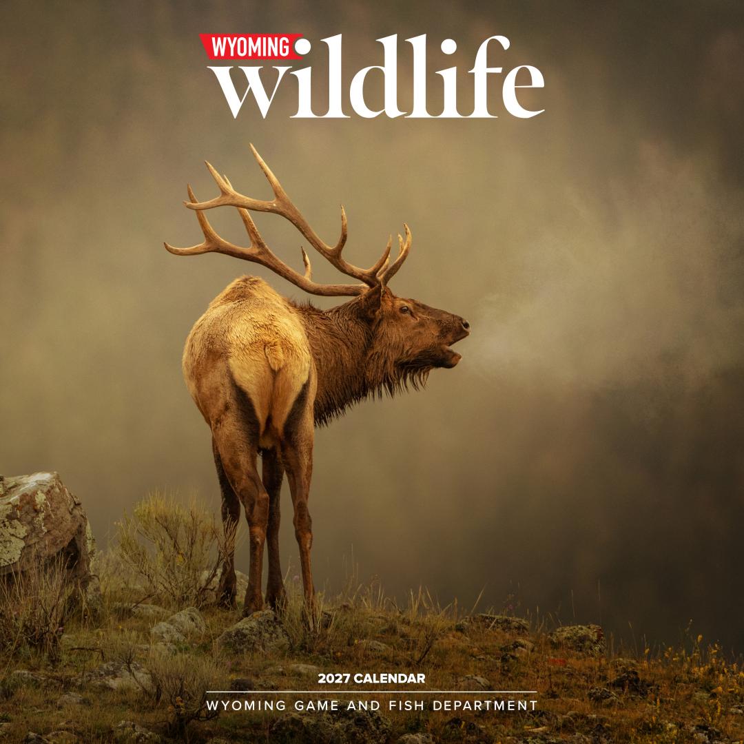 2027 Calendar Cover Image with elk photo