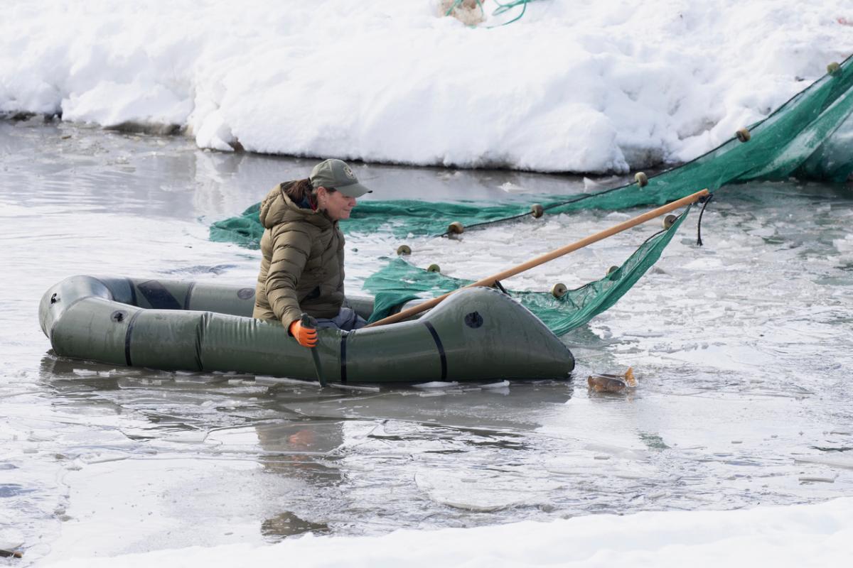 Fisheries biologist sets net by raft