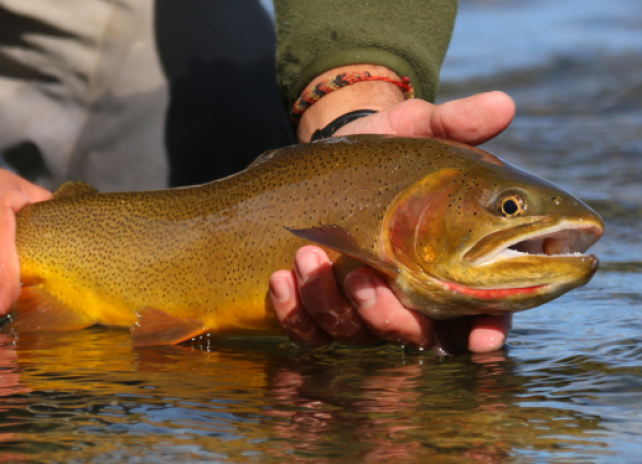 A closeup photo of an angler's hands holding a large Snake River cutthroat trout just above the water for a quick photo