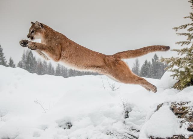 Mountain Lion (Adobe Stock Image)