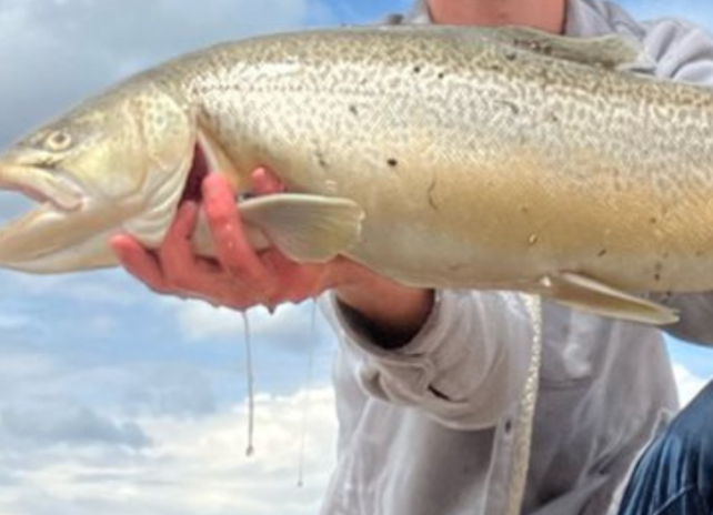 An angler holds the Wyoming State Record Tiger Trout for a photo.