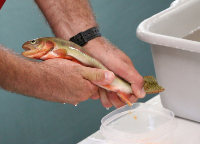 A close-up photo of a hatchery worker's hands squeezing eggs out of a female golden trout at the Story Fish Hatchery