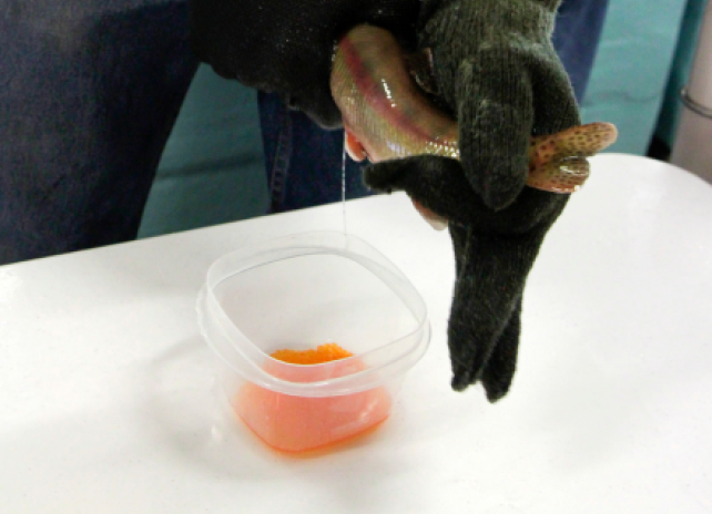 Fish hatchery personnel spawn a male golden trout by squeezing milt onto eggs in a bowl.