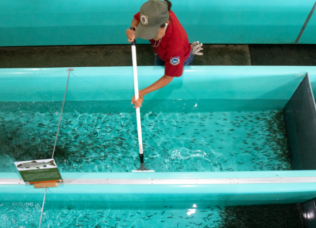 A Game and Fish employee cleans teal-colored fiberglass troughs with fish in them as part of her daily duties. 