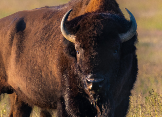 A close up photo of a bison at golden hour.