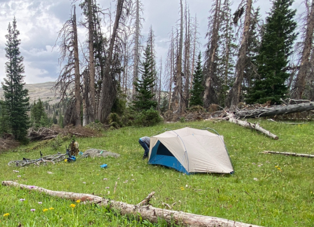 A blue tent pitched on a grassy dispersed camp site in bear country with trees and a lake in the background.