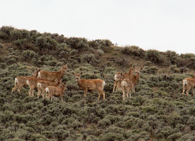 herd of mule deer in Pinedale region