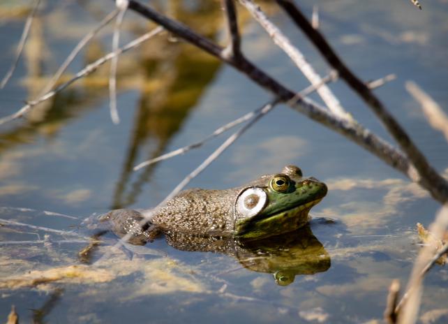 Bullfrog in water_AIS_Don't let it loose