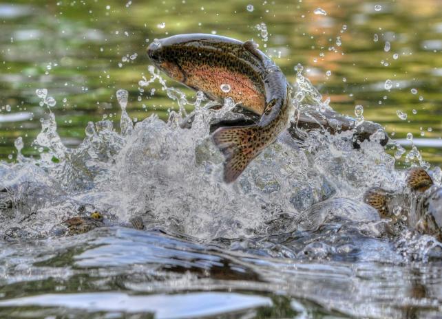 Trout Jumping out of water