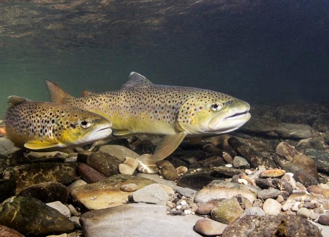 Trout underwater