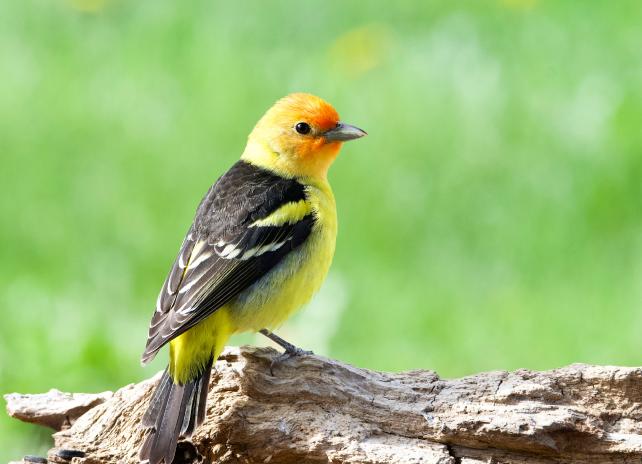 WesternTanager