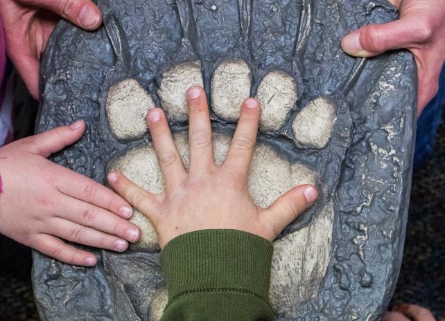 A student with a hand over a bear track