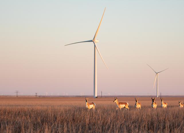 Antelope in front of wind turbines