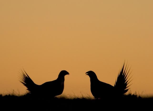 sage-grouse sage-grouse