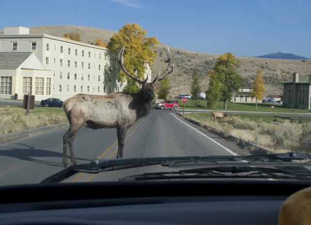 Elk in town