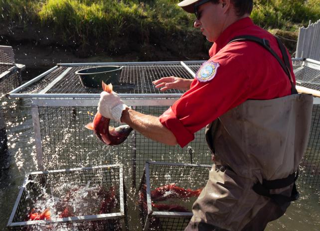 A member of the statewide spawning crew gets ready to collect eggs from a kokanee.