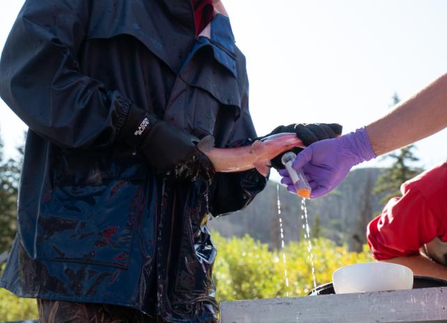 Game and Fish personnel collect kokanee eggs for testing