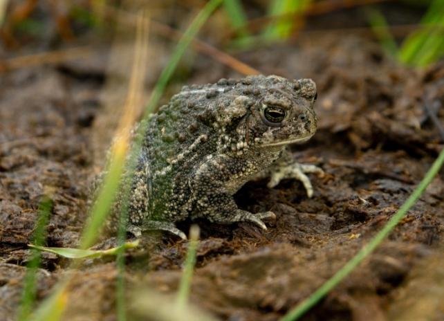 A Wyoming Toad on wet ground behind blades of grass