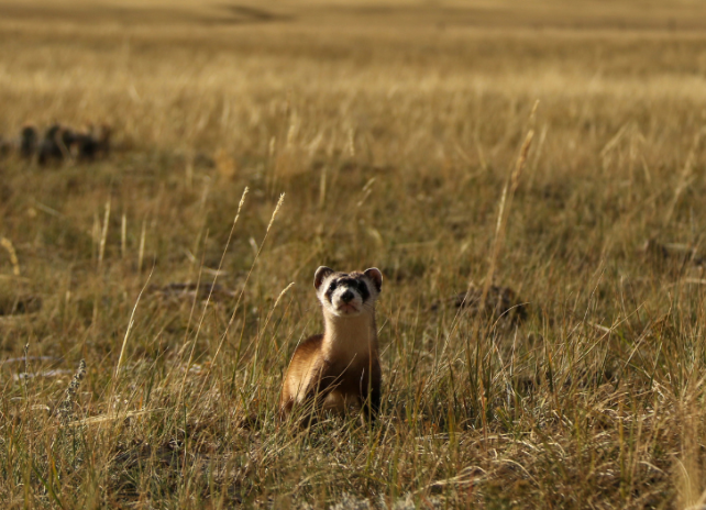 black-footed ferret in meadow