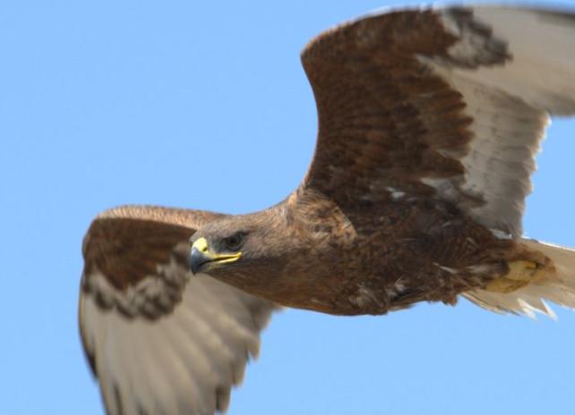 Ferruginous hawk soaring