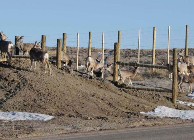 many deer using a fence structure to get off of the highway