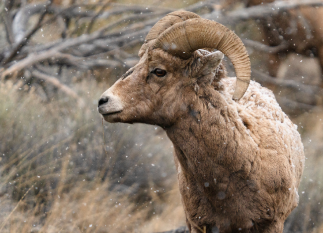 A Rocky Mountain bighorn sheep standing with its head turned as snowflakes fall, with two bighorn sheep ewes out of focus in the background.