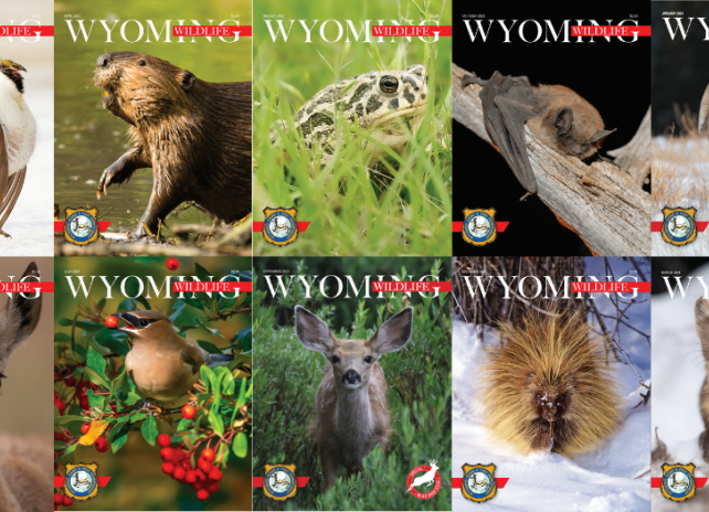 A collage of 14 Wyoming Wildlife magazine covers spanning from February 2023 to May 2024