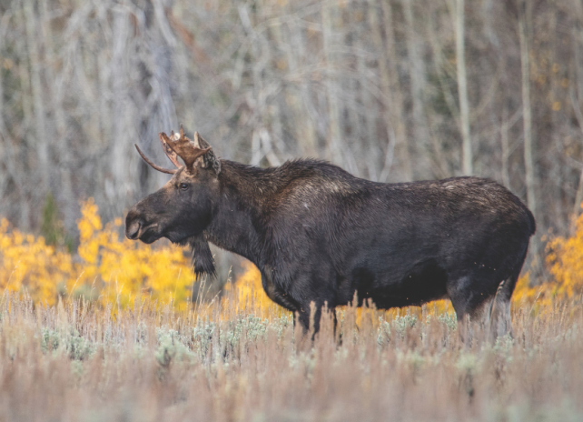 A bull moose stands among sagebrush with golden aspen leaves in the background.