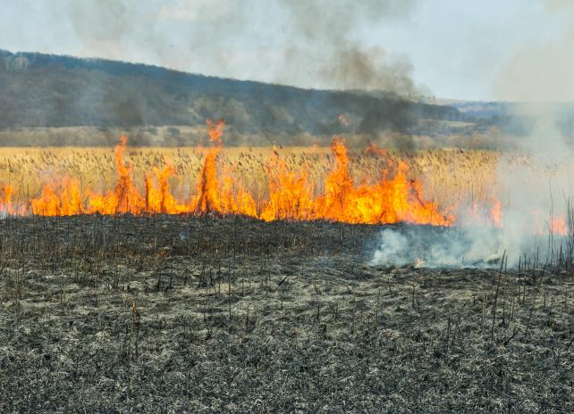 fire and smoke in field – Adobe Stock fire and smoke in field