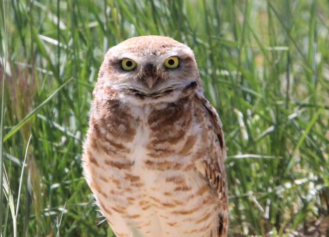 burrowing owl