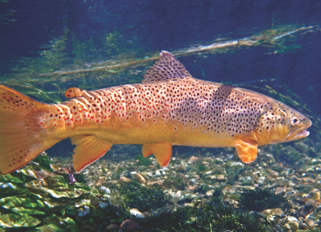 A female brown trout underwater in a clear stream.