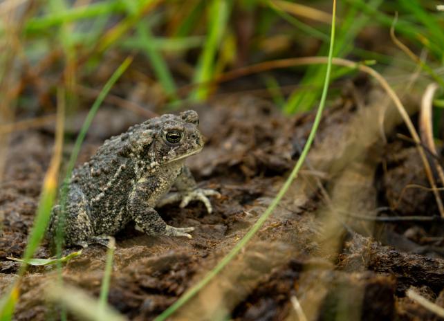 Wyoming toad