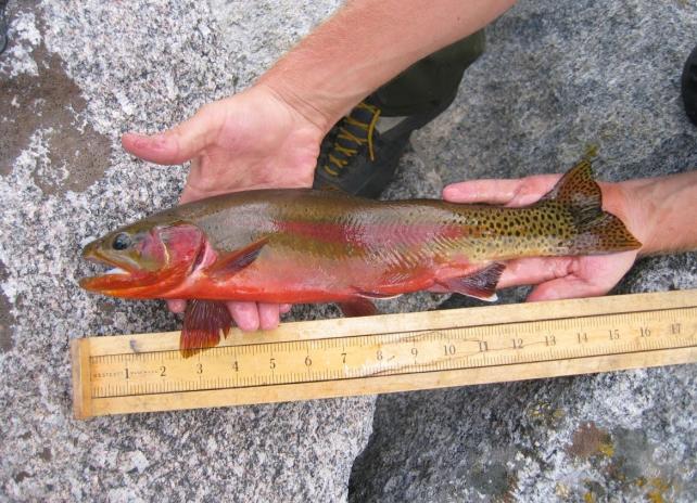 golden trout