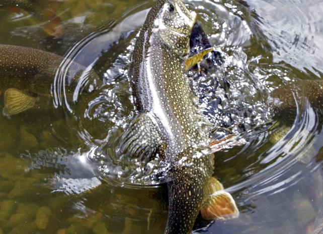 hatchery lake trout