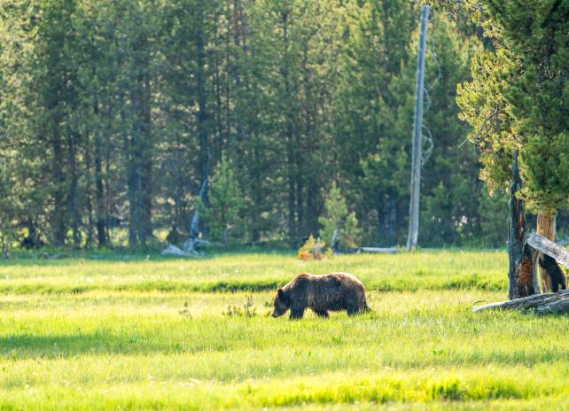 A profile photo of a grizzly bear walking across a green meadow from right to left with pine trees in the background