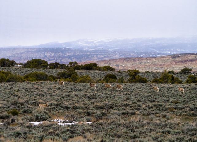 Baggs Mule Deer Migration