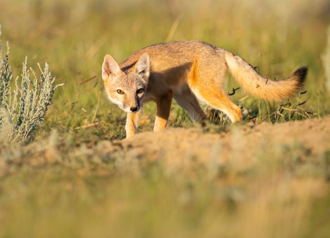Swift fox
