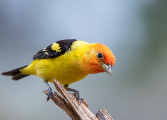 Western tanager